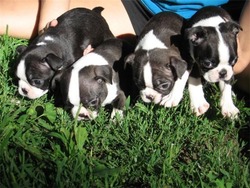 Jorgenson Boston Terriers