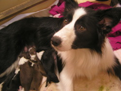 Border Collies