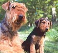 Airedales Of Companions Laire