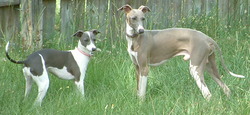 MOSA Italian Greyhounds
