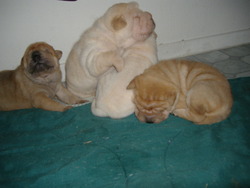 Button's  Shar Peis