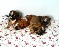 Hill Family Shih-tzu