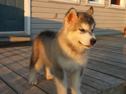 IronPride Alaskan Malamutes