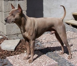 Urban Legends Thai Ridgeback Dogs