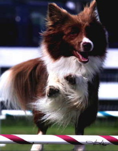 RIVERRUN BORDER COLLIES