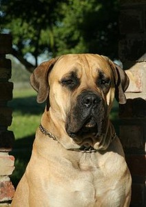 Jabari Boerboel Stud