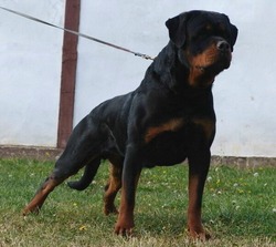 NIVEKSUE ROTTWEILER KENNEL