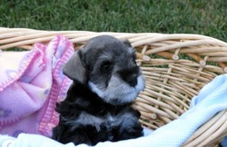 Virginia Miniature Schnauzers