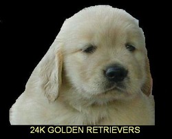 24K Goldens
