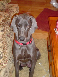 Ruby's Weimaraner's