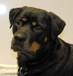 Law Dogs Rottweilers