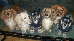 Ruff Haus Dachshunds