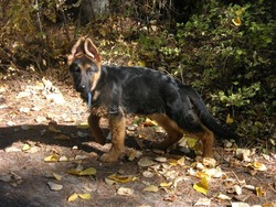 von Lietz German Shepherds