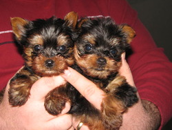 happy puppies kennel