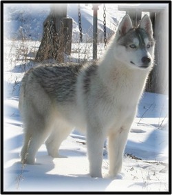 Dopheide Siberian Huskies