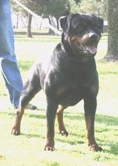 Doyle's Rottweilers