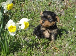 Piney Mountain Puppies