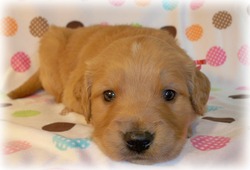 ThoseGoldens-Golden Retrievers & Doodles