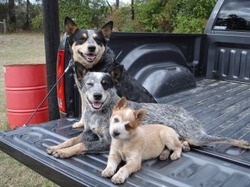 Australian cattle dogs