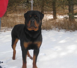 Heritage Haus Rottweilers