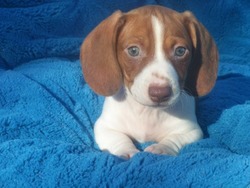 Country Dachshund Kennel