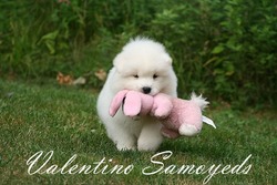 Valentino Samoyeds