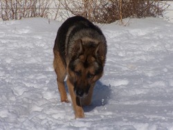 Hundenhausk9workingdogs