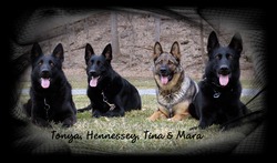 von Hayden German Shepherds