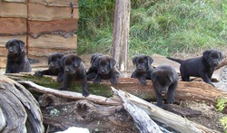 Shadylane Labradors