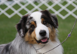 TreeSong Australian Shepherds