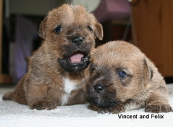 Norfolk Terrier's Caliber Kennel