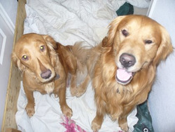 Peerless Beauty Golden Puppies