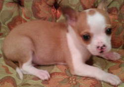 ChiVon Chihuahuas  Only - $600.00!!!