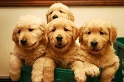 Ryan's Goldens