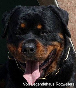 Von Legendehaus Rottweilers