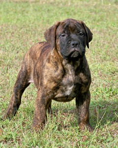 Sunshine Bullmastiffs