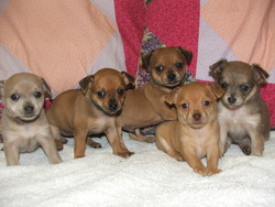 Adorable Chihuahuas