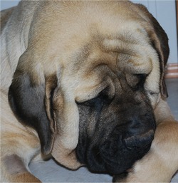 Lil Foot Mastiffs