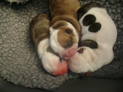 English Bulldogs of Royse Highlands