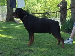 Von Simmons Rottweilers