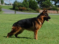 Von Mathausen German Shepherds