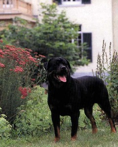 Braxenburg Rottweilers