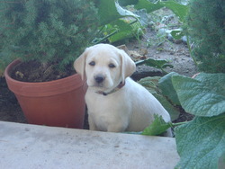 Colorado Puppies