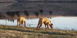 Salt Creek Terriers