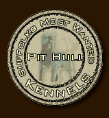 Suffolks Most Wanted Pit Bull Kennel