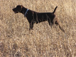 Martin Gundogs