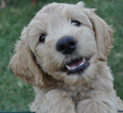 Legacy Rose Golden Doodle Doodles