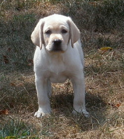 Country Meadow Labradors