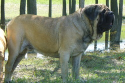 BÅ‘rÃ¶s Bajnok Kennel