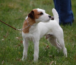 Huckle Hill Terriers